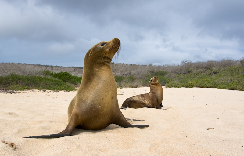 Galápagos Sealions On Beach